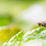 anti mouche maison — Anti mouche maison : Répulsif mouche extérieur puissant